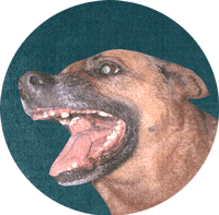 A dog with hits mouth open, isolated.