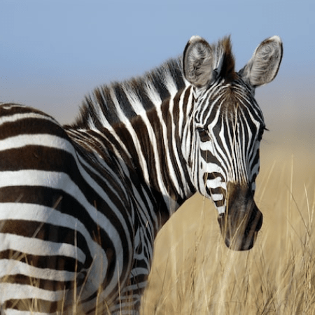 A Zebra looking over its shoulder